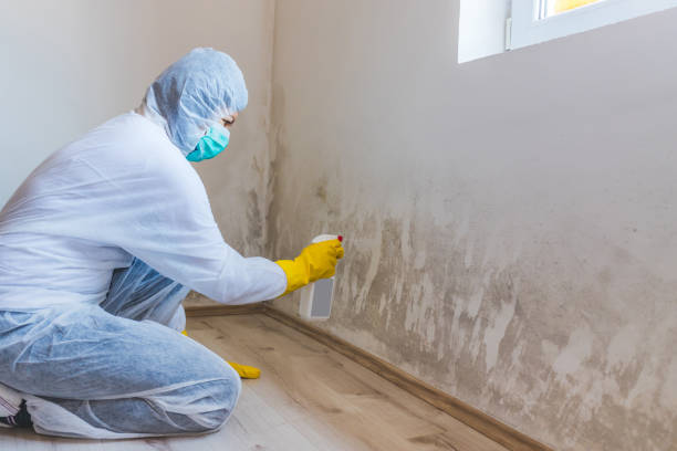 Black mold inspection in Clinton